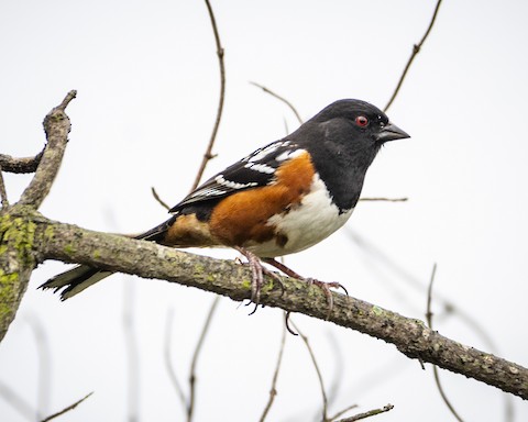 Spotted Towhee - James Kendall