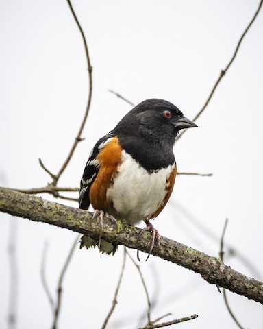 Spotted Towhee - James Kendall