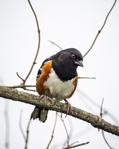 Spotted Towhee - James Kendall