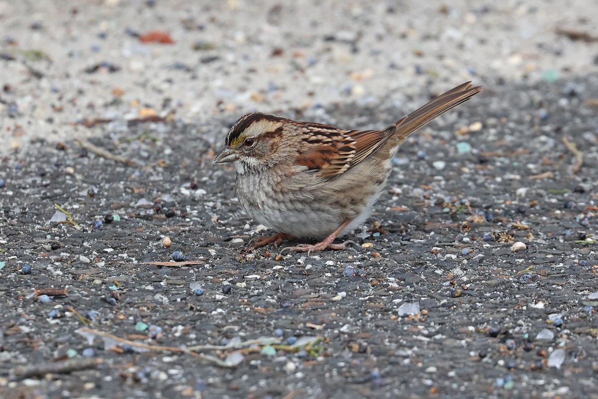 White-throated Sparrow - ML614003264