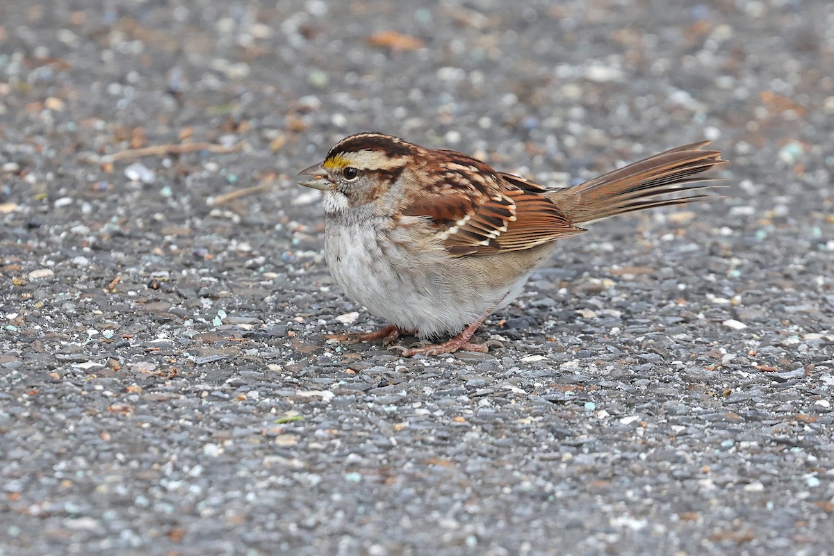 White-throated Sparrow - Michael O'Brien