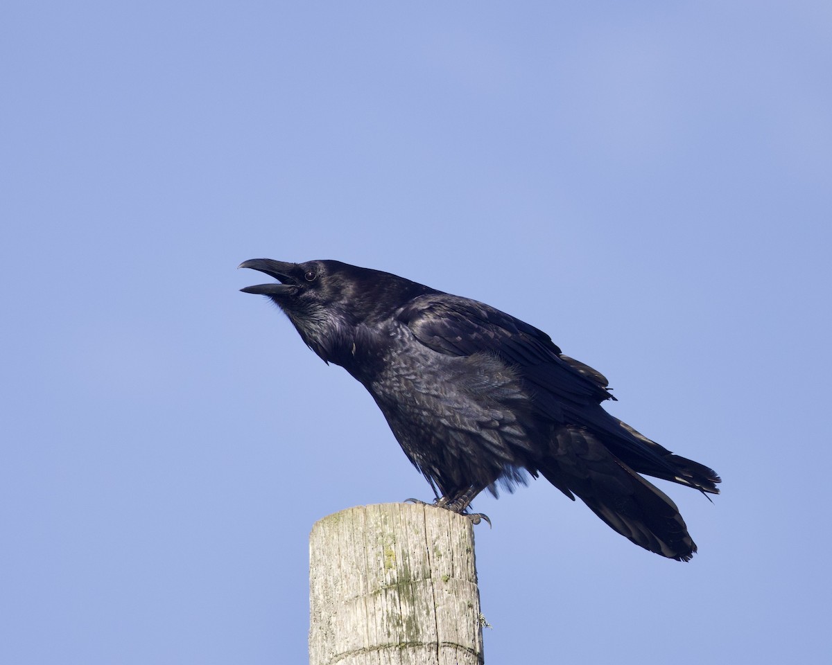 Common Raven - ML614003801