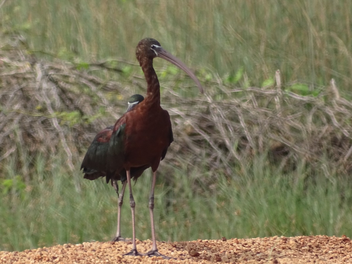 ibis hnědý - ML614003941