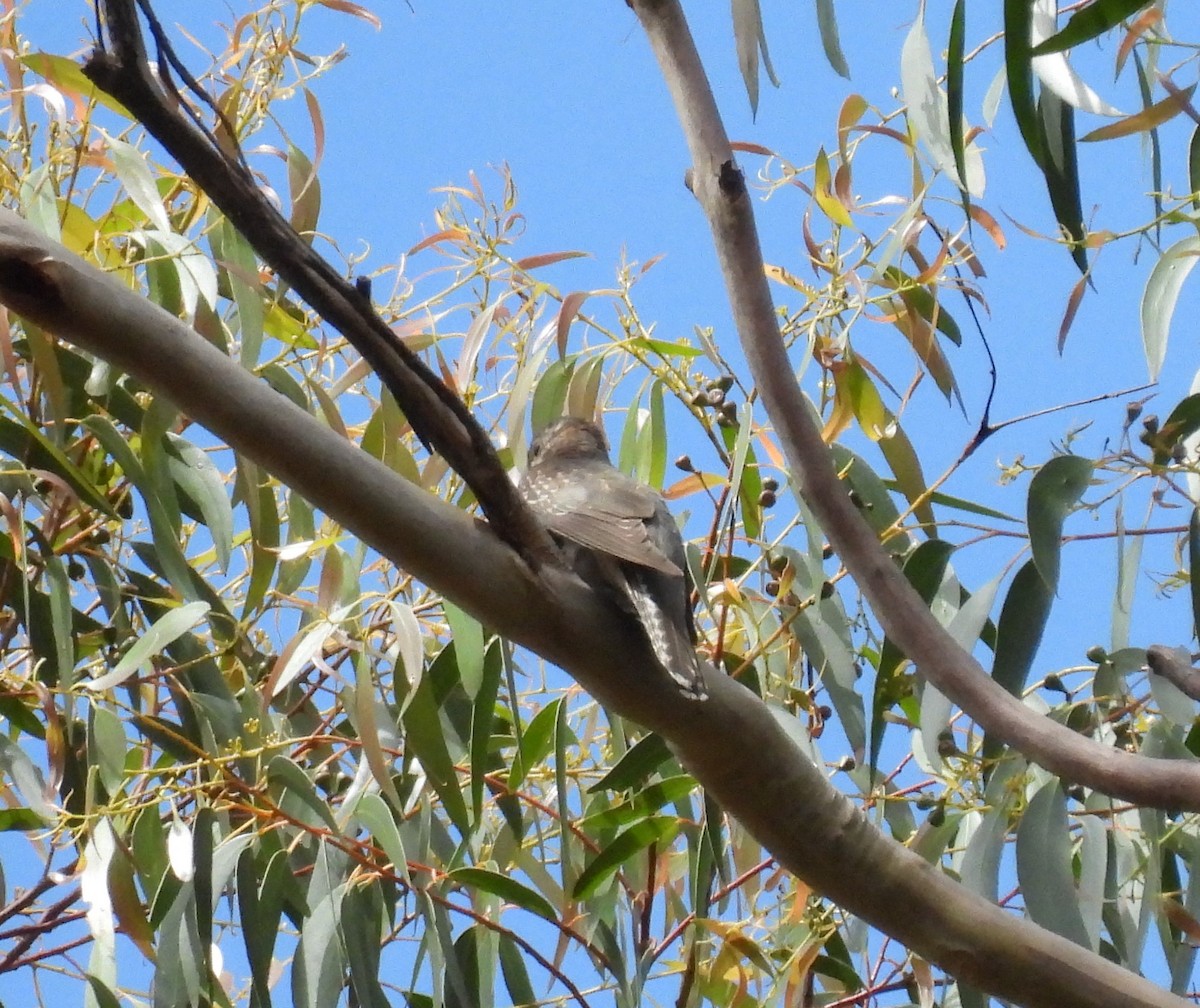 Brush Cuckoo (Australasian) - ML614004024