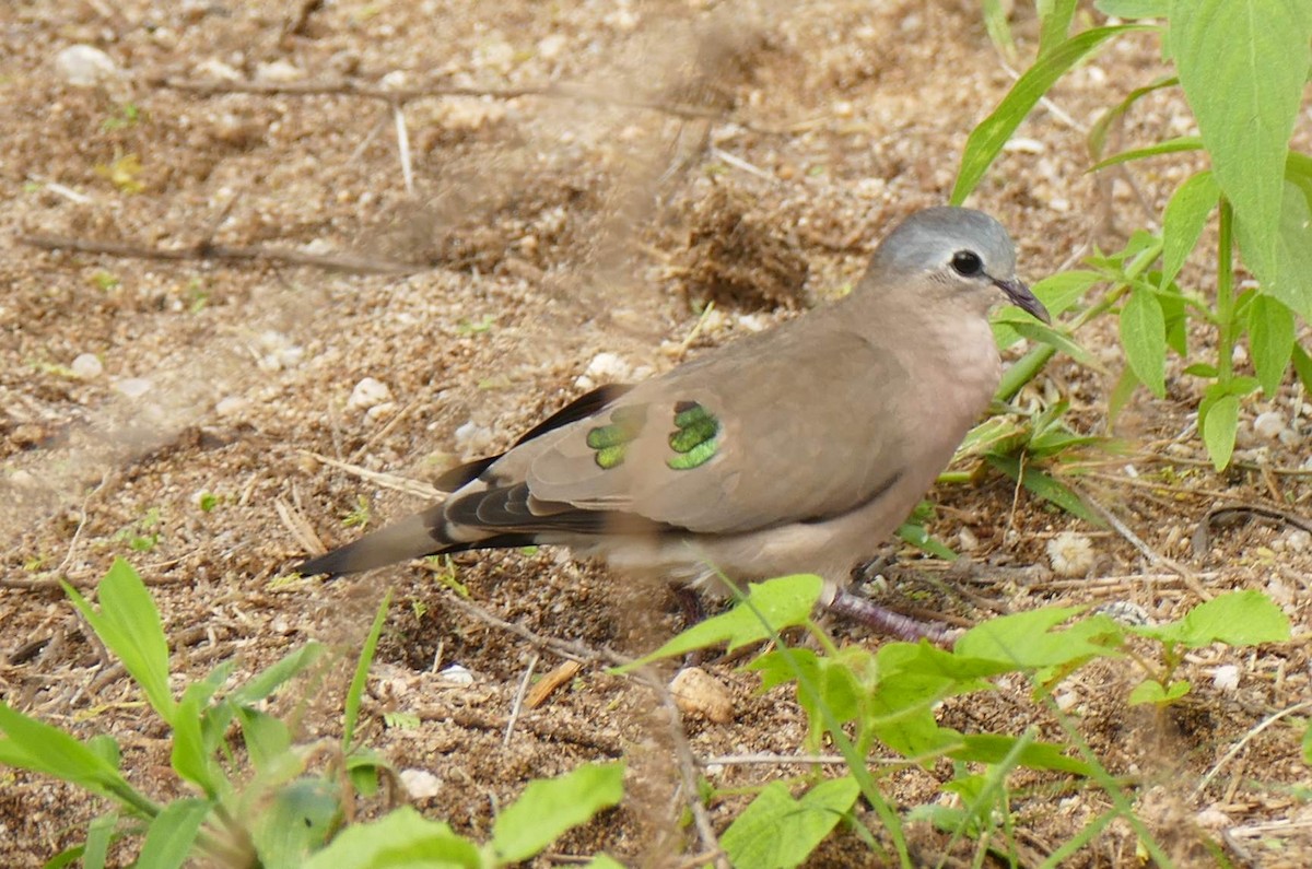 Emerald-spotted Wood-Dove - ML614004229