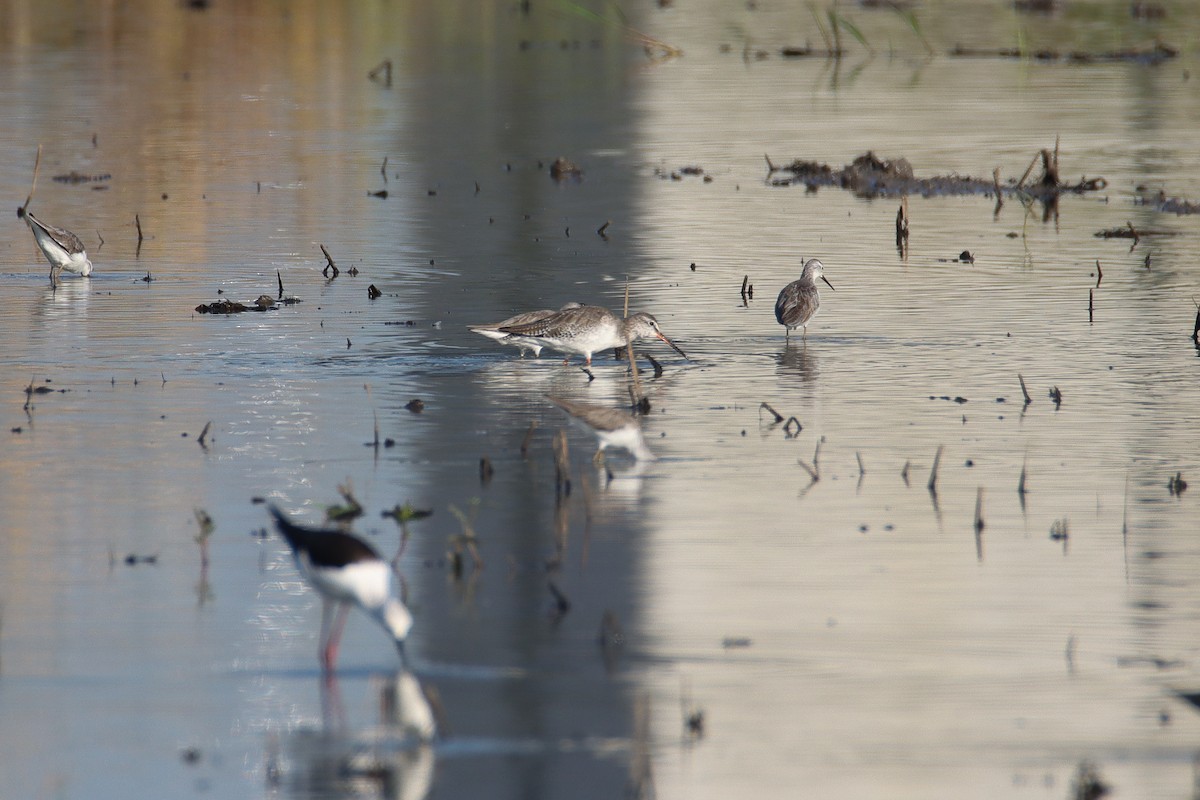 Spotted Redshank - ML614005061
