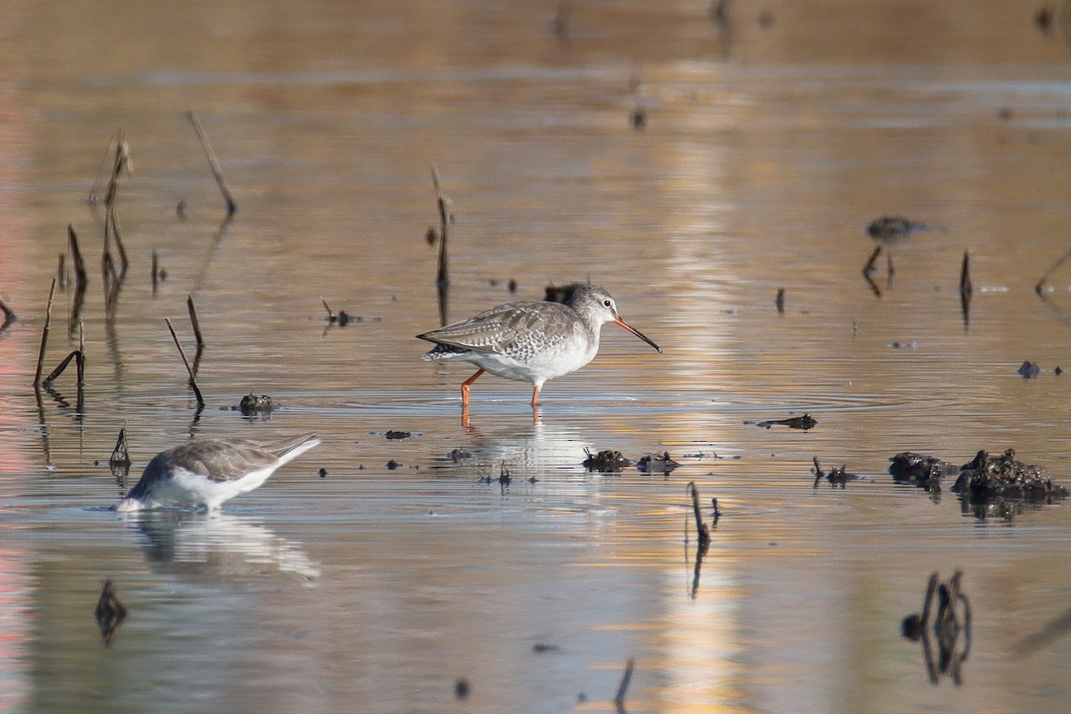 Spotted Redshank - ML614005063