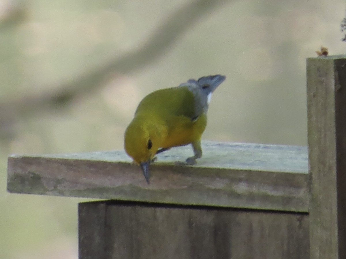 Prothonotary Warbler - ML614005254