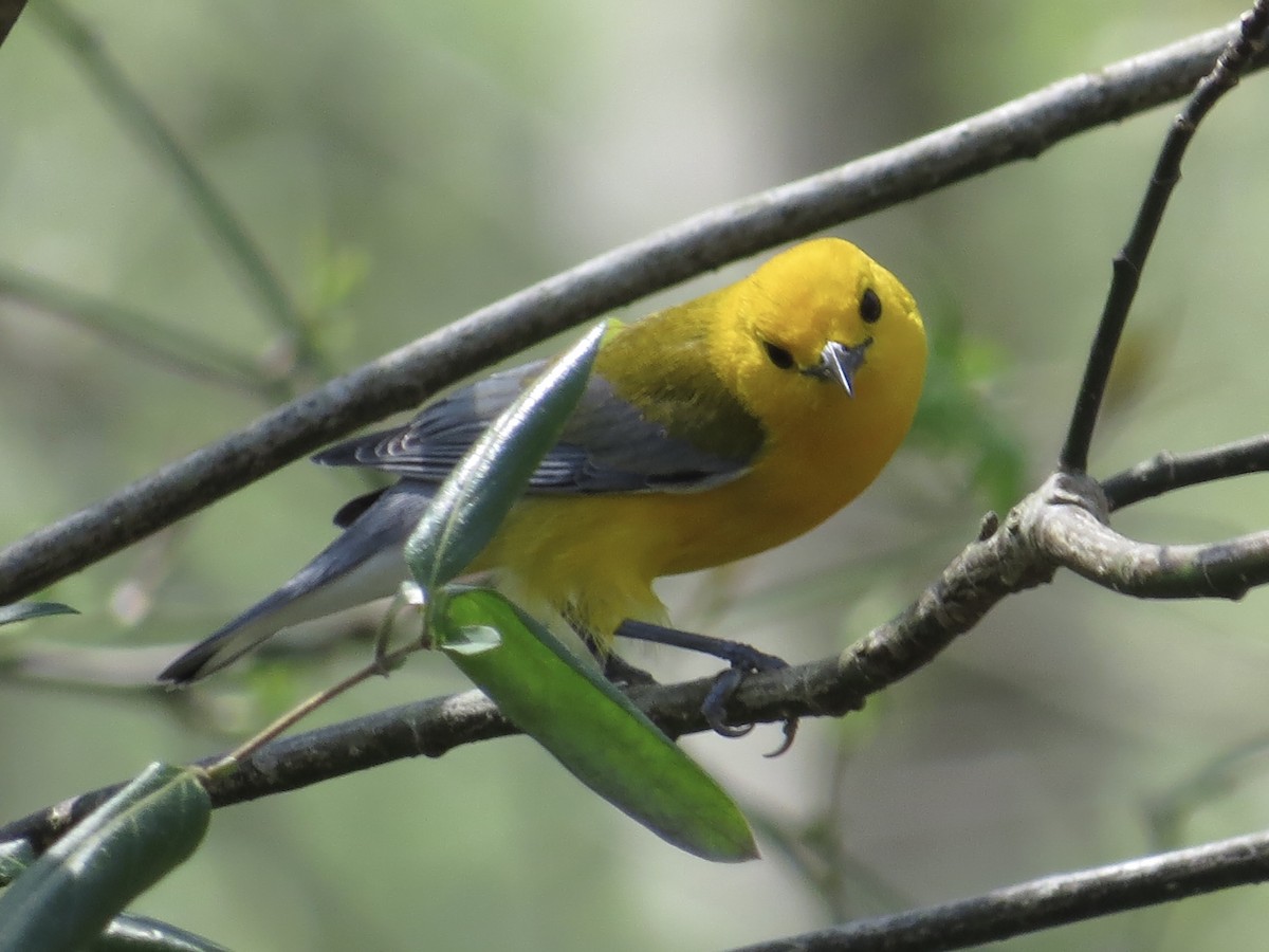 Prothonotary Warbler - ML614005255