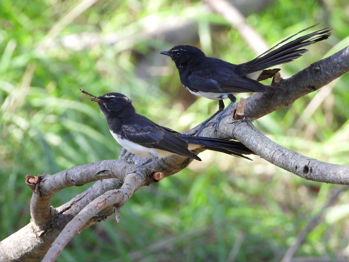 EBird Checklist 26 Jan 2024 Jerrabomberra Wetlands Nature Reserve   1200