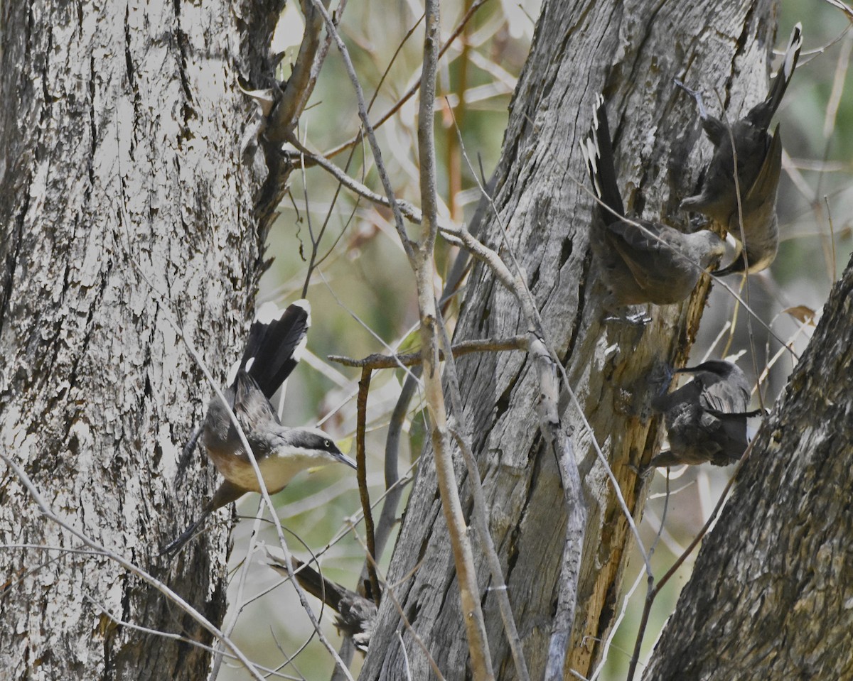 Gray-crowned Babbler - Anthony Katon