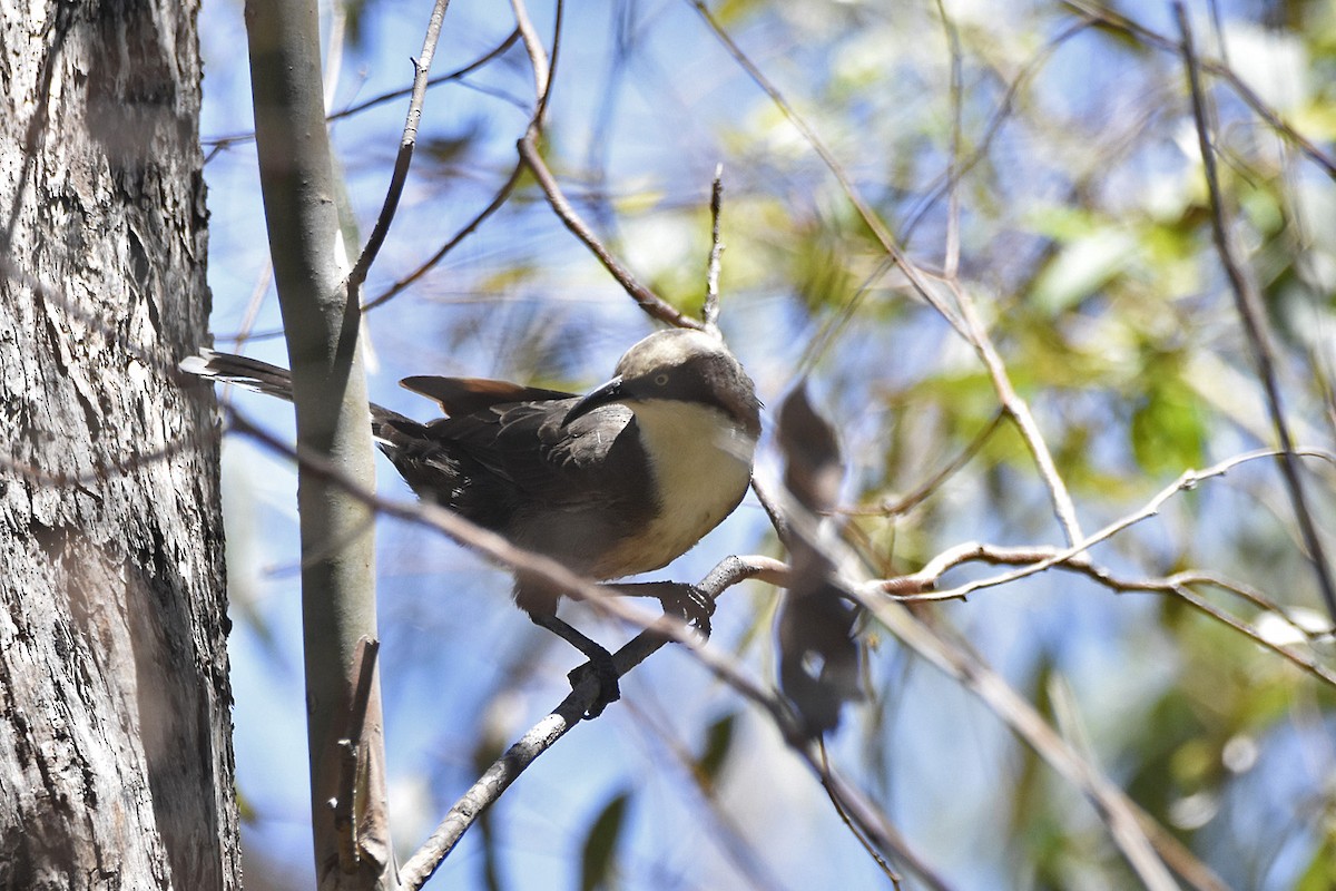 Gray-crowned Babbler - ML614005864