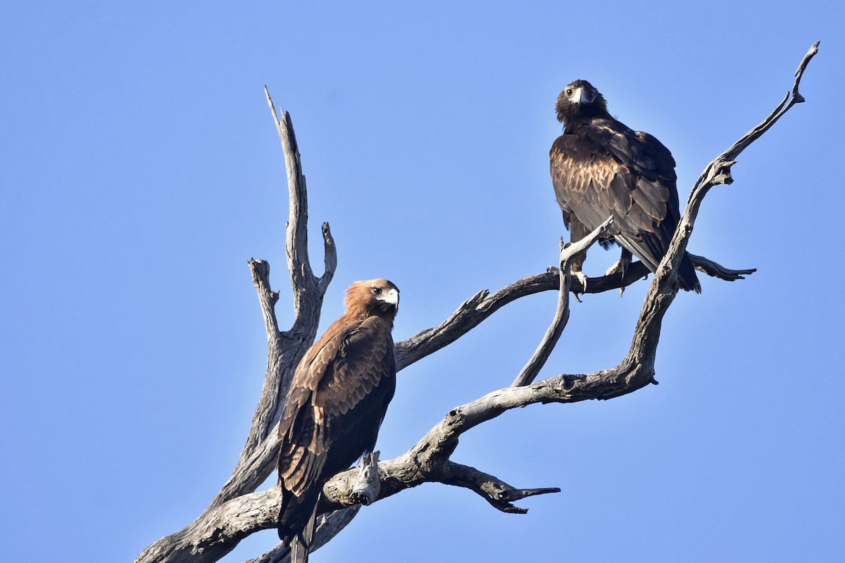 Wedge-tailed Eagle - ML614005905
