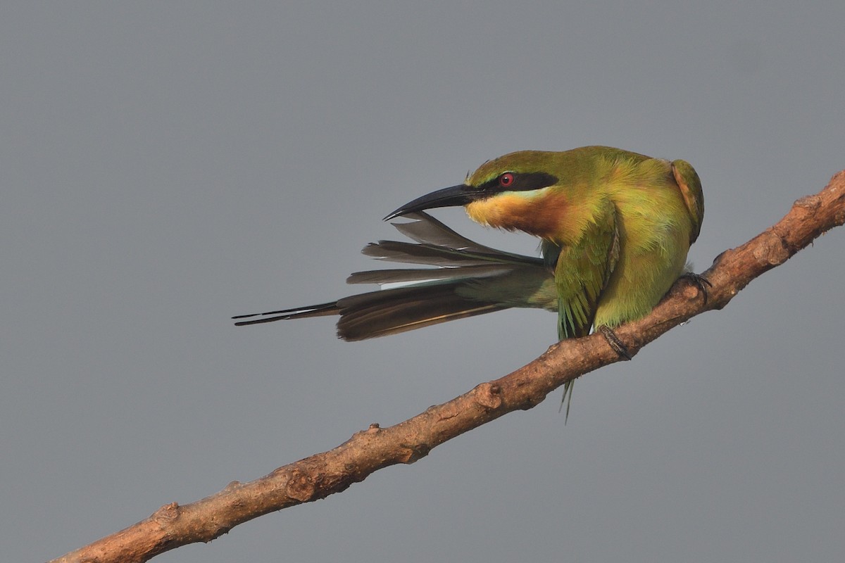 Blue-tailed Bee-eater - ML614005984