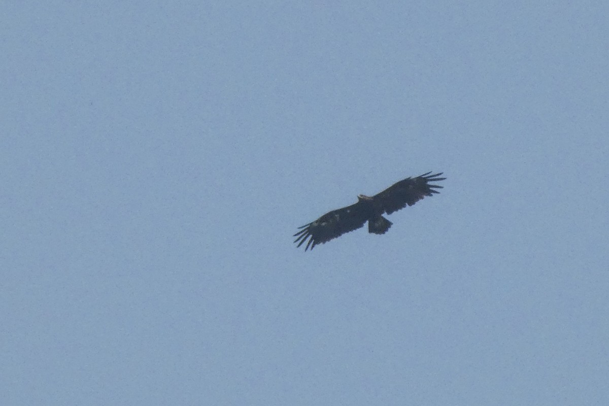 Greater Spotted Eagle - ML614006122