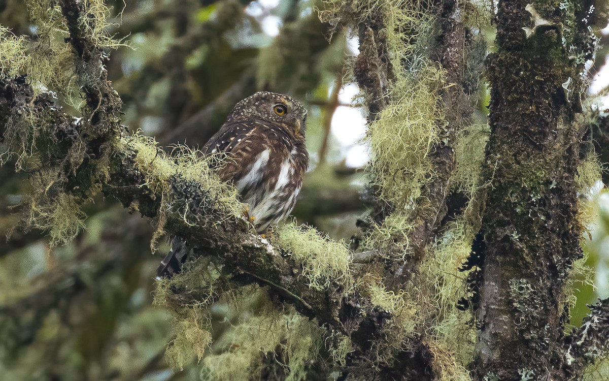 Andean Pygmy-Owl - ML614006141