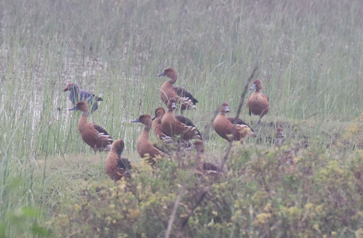 Fulvous Whistling-Duck - ML614006196