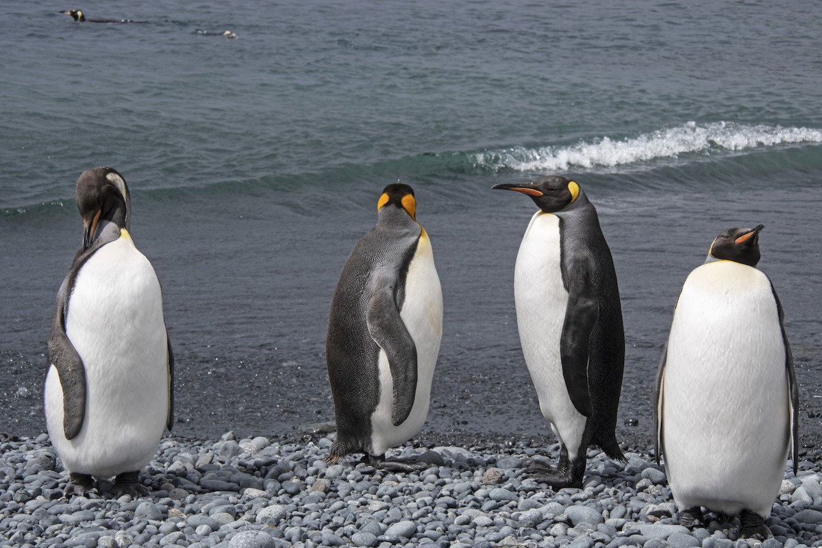 tučňák patagonský - ML614006208