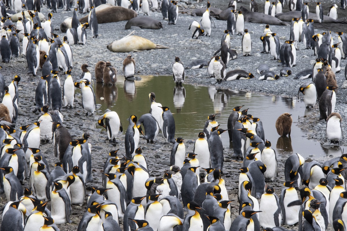 tučňák patagonský - ML614006209