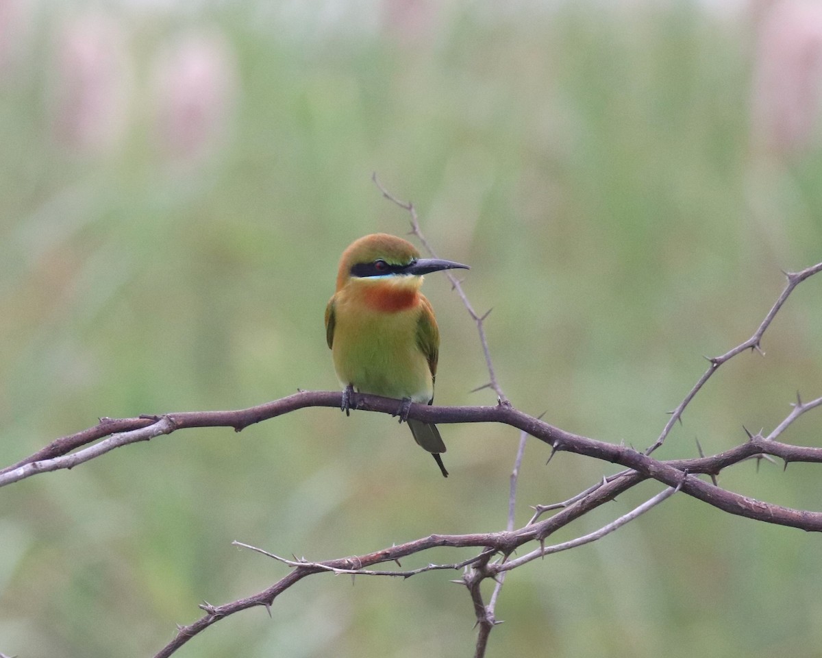 Blue-tailed Bee-eater - ML614006382
