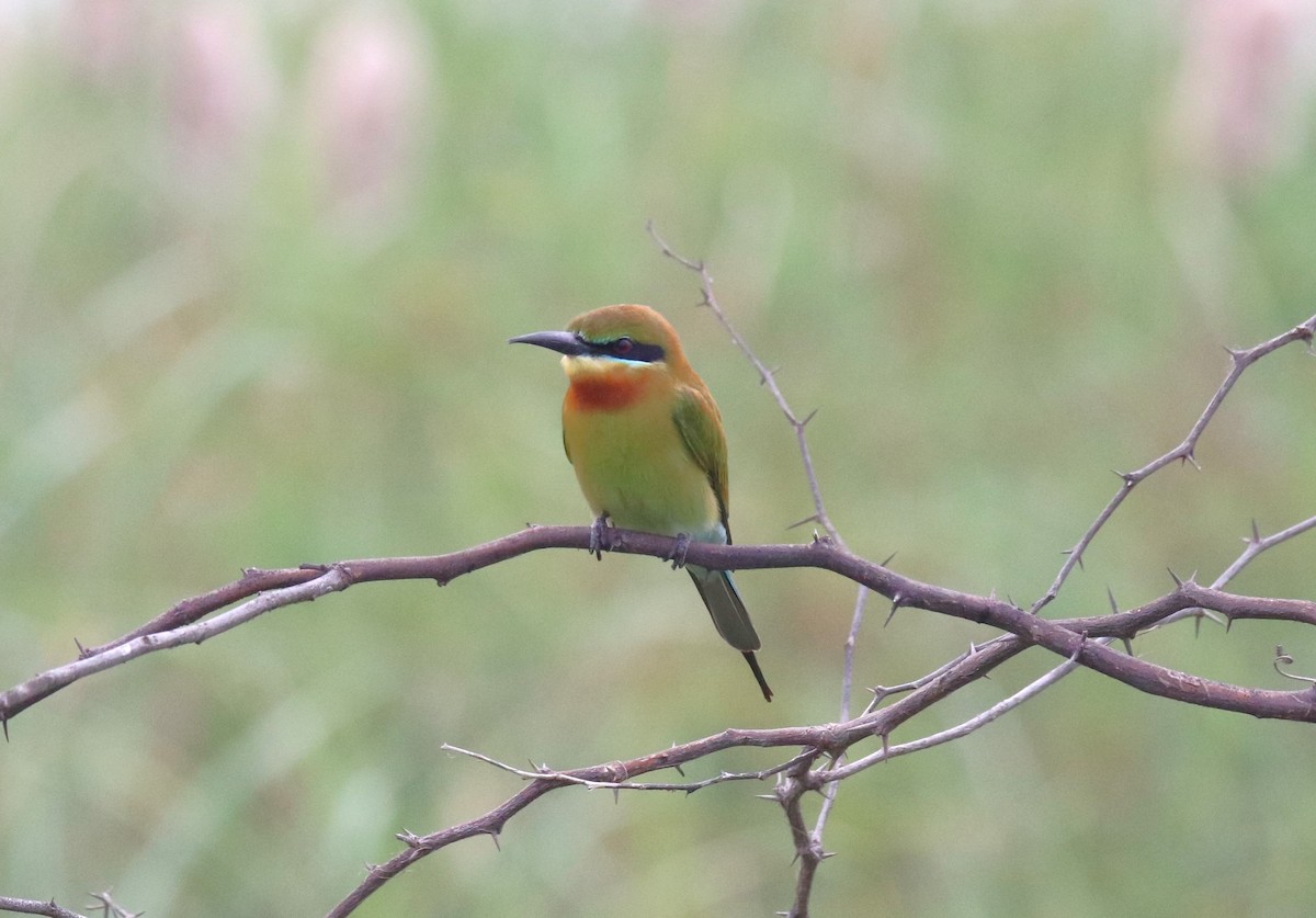 Blue-tailed Bee-eater - ML614006421