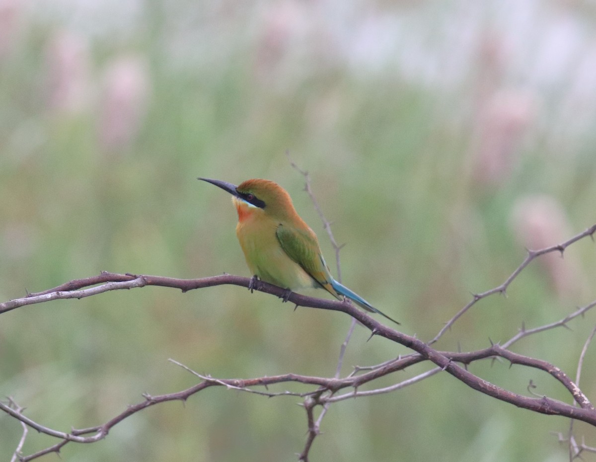 Blue-tailed Bee-eater - ML614006429