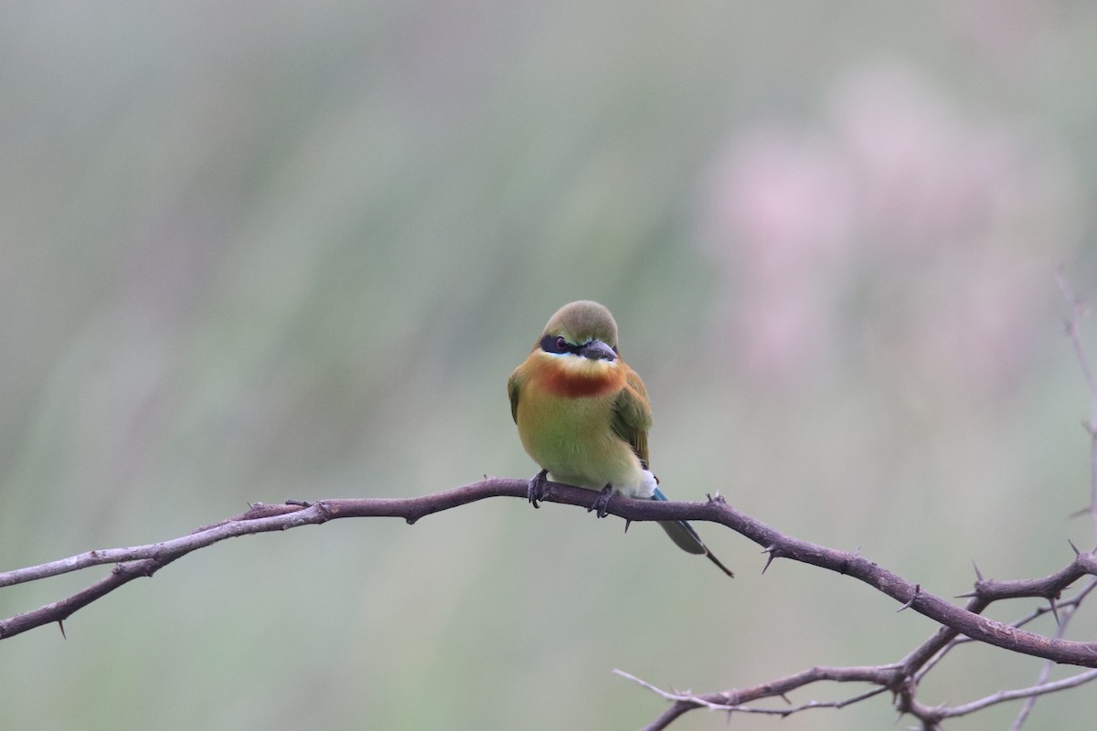 Blue-tailed Bee-eater - ML614006431