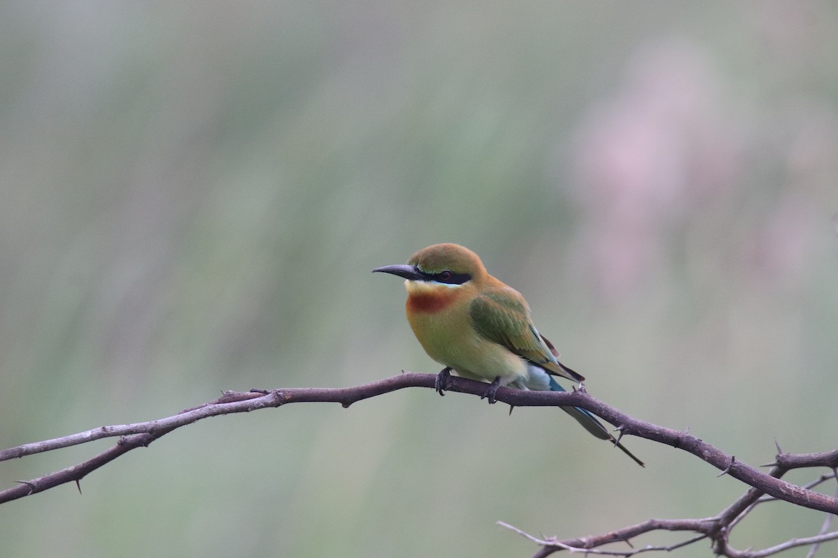 Blue-tailed Bee-eater - ML614006432