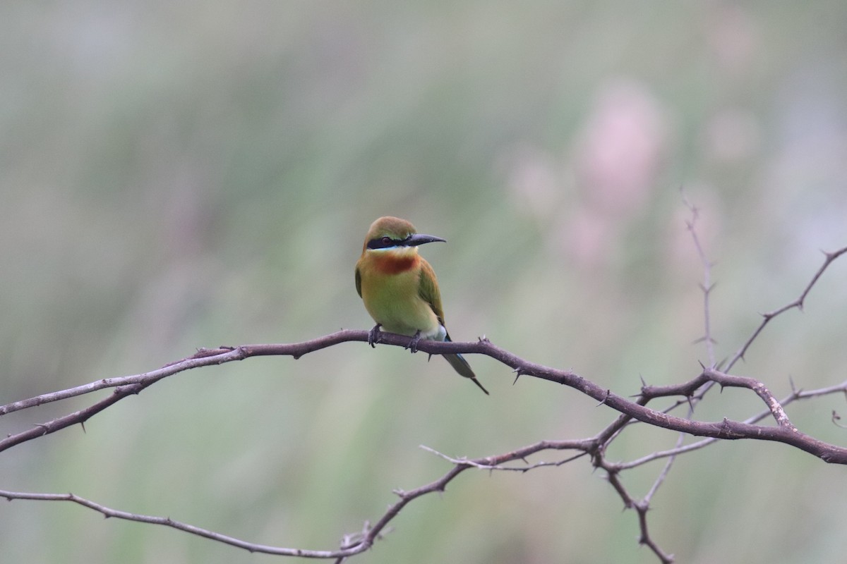 Blue-tailed Bee-eater - ML614006433