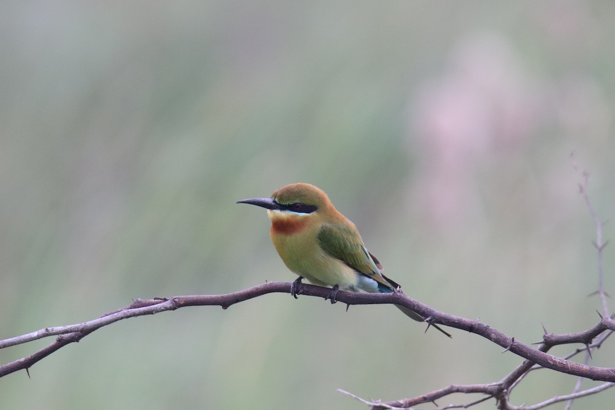 Blue-tailed Bee-eater - ML614006434