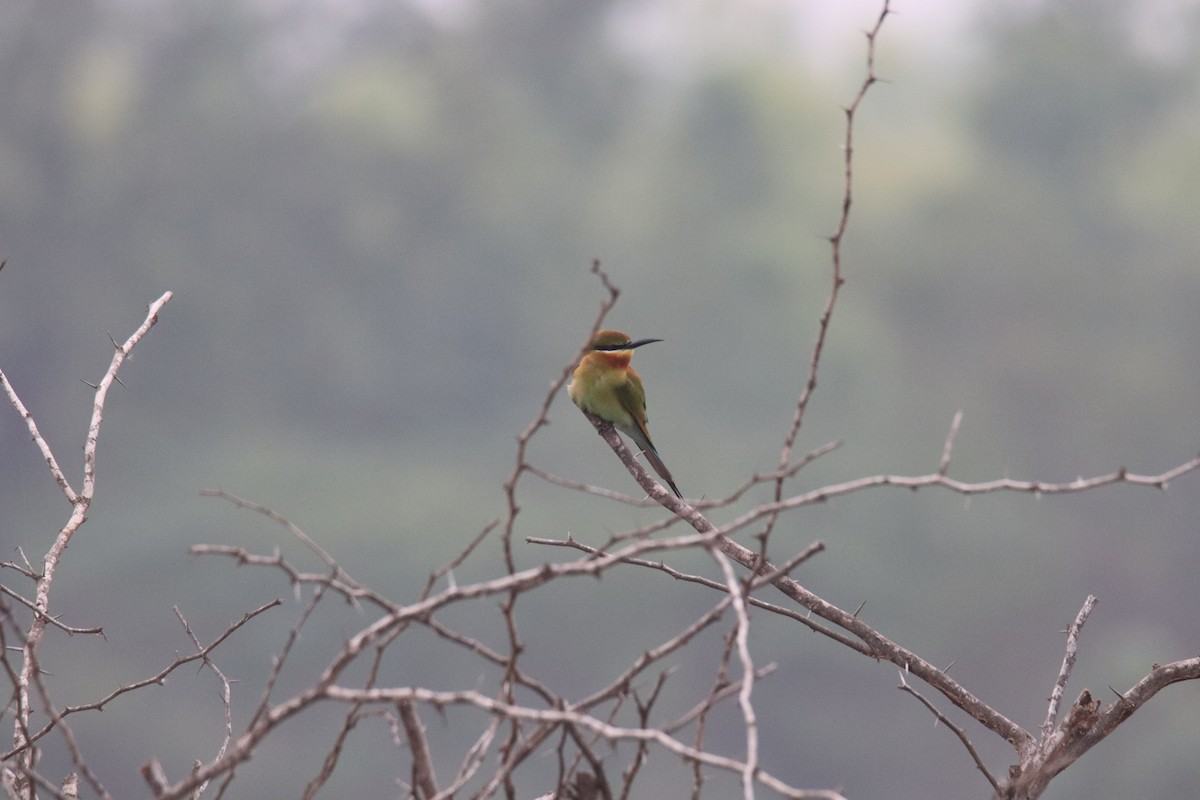 Blue-tailed Bee-eater - ML614006435
