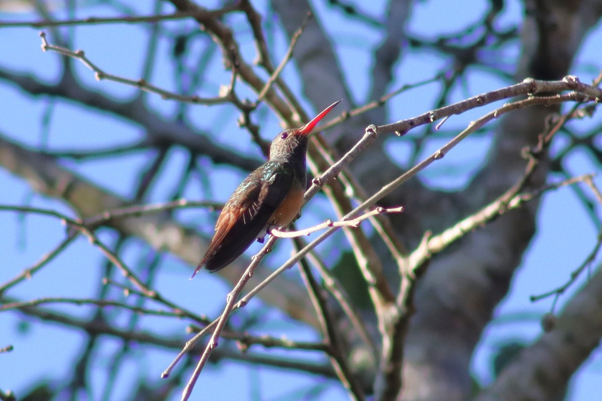 Buff-bellied Hummingbird - ML614006478