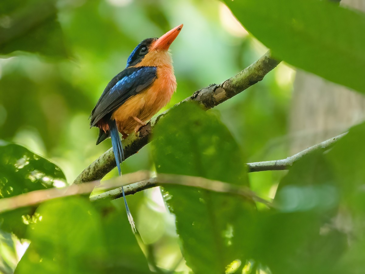 Red-breasted Paradise-Kingfisher - Wilbur Goh