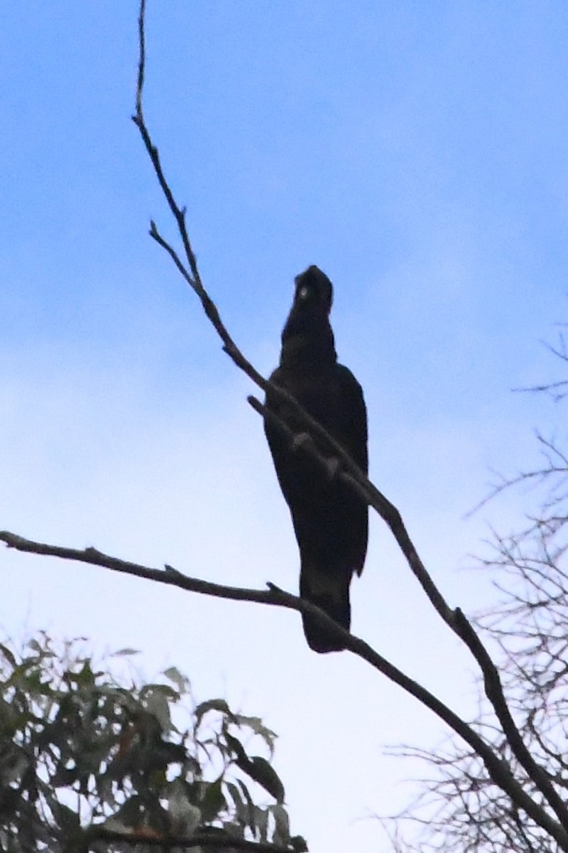 Yellow-tailed Black-Cockatoo - ML614007261