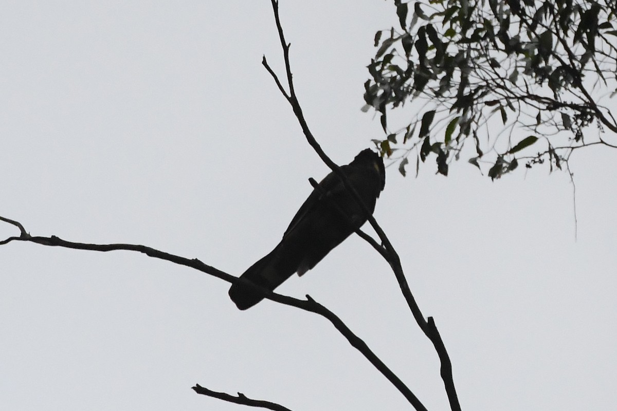 Yellow-tailed Black-Cockatoo - ML614007267