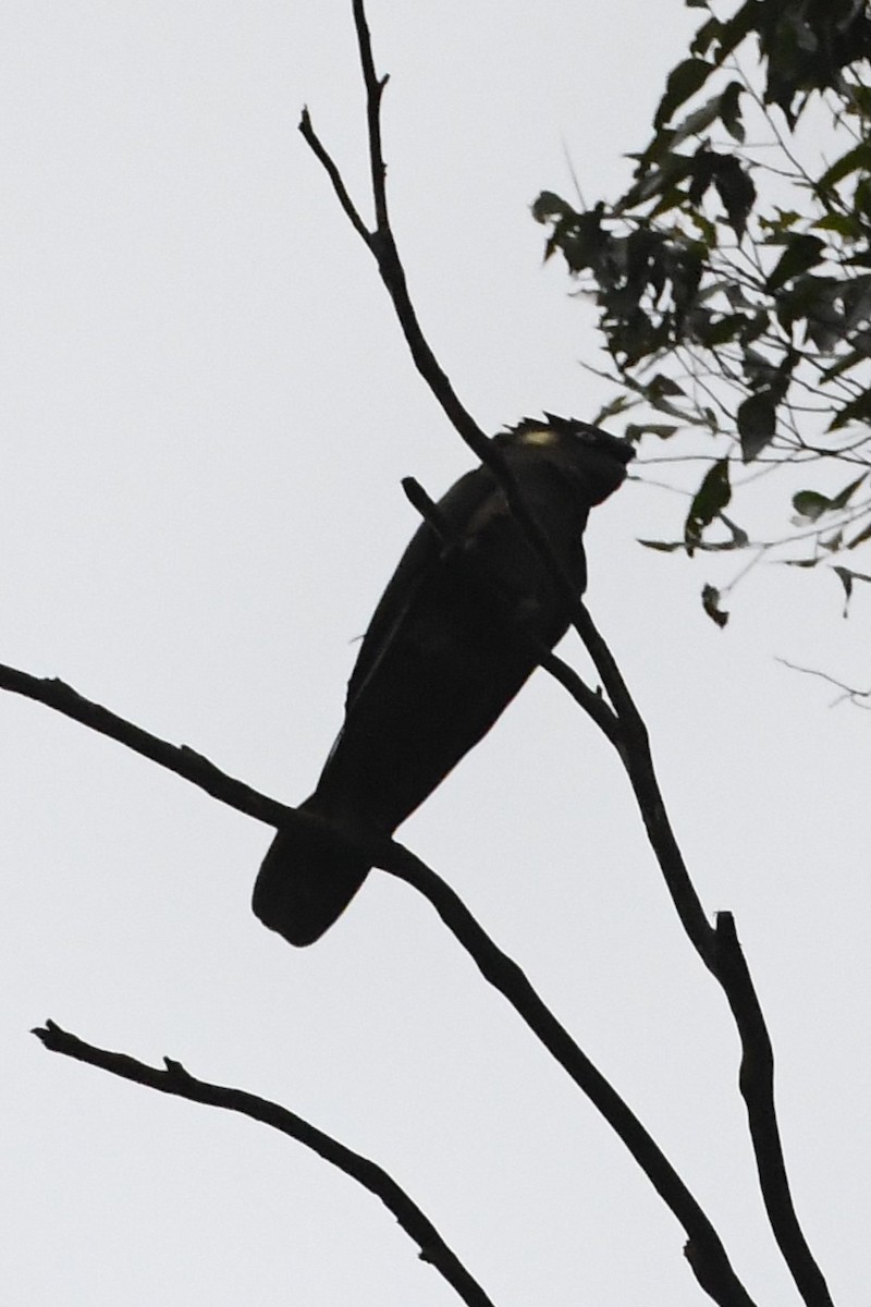 Yellow-tailed Black-Cockatoo - ML614007268