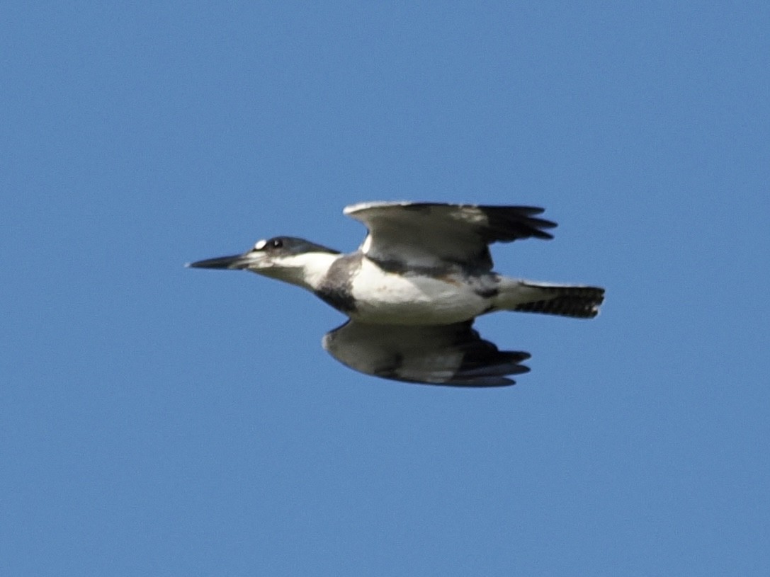 Belted Kingfisher - ML614007379