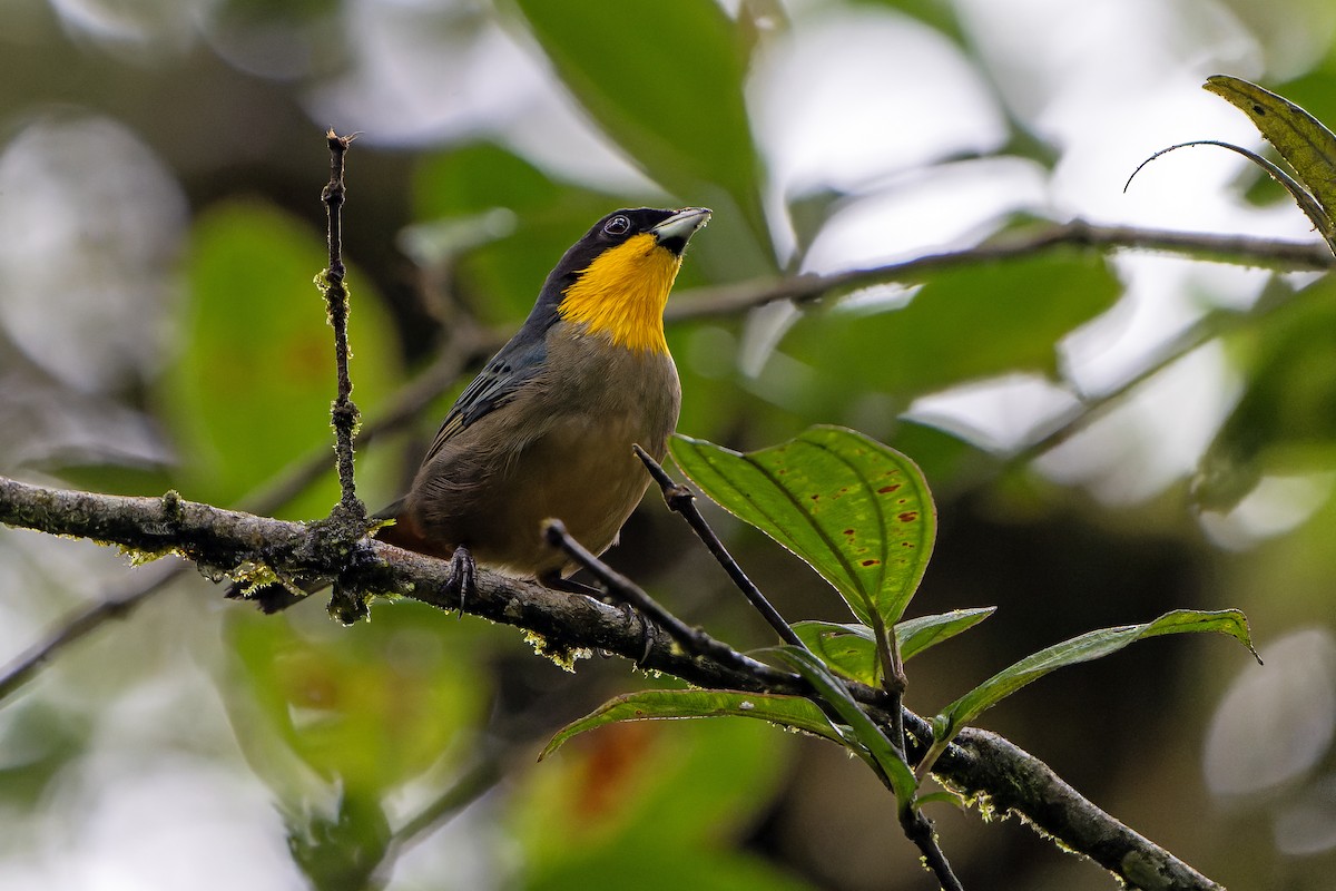 Yellow-throated Tanager - ML614007533