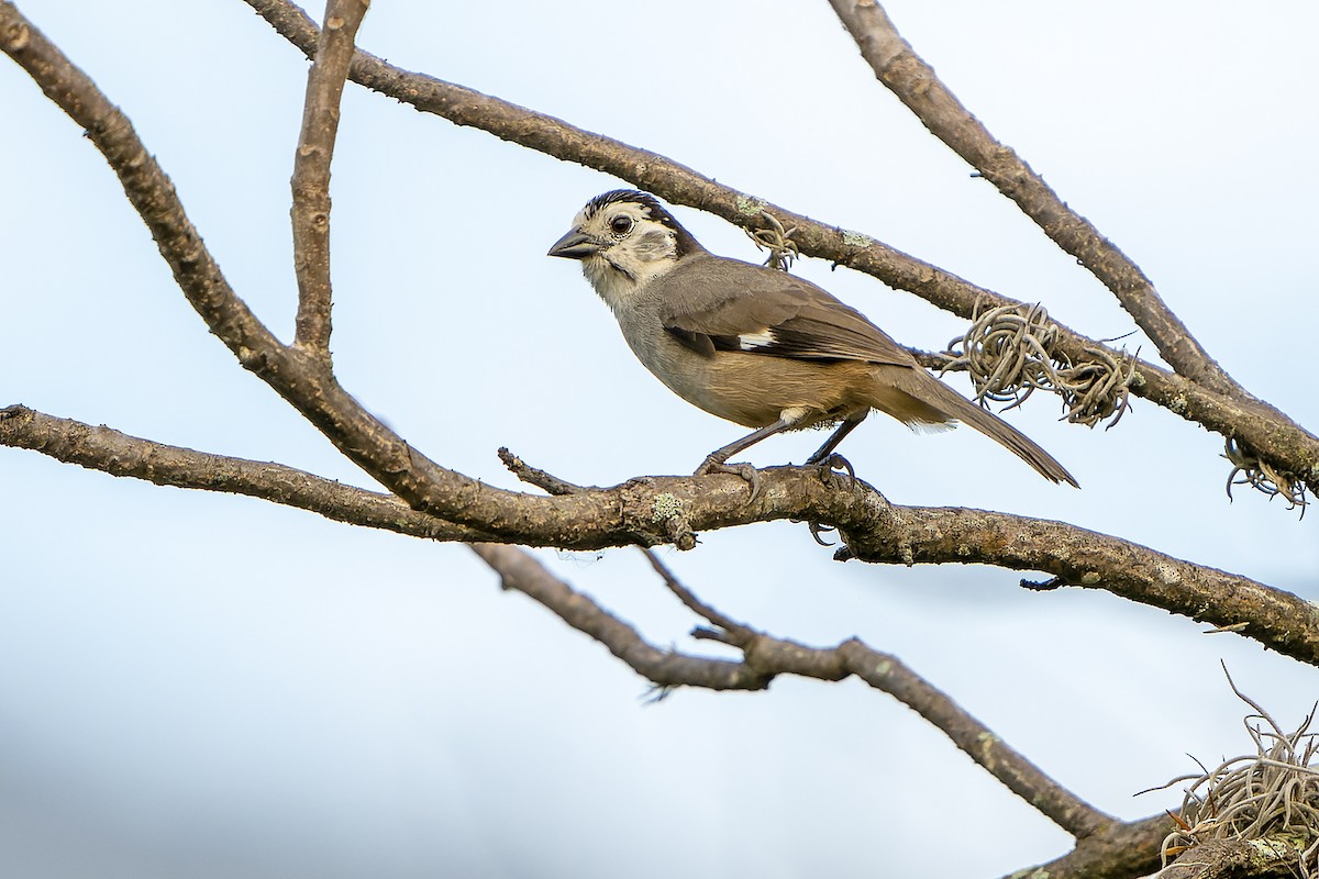 White-headed Brushfinch - Daniel López-Velasco | Ornis Birding Expeditions