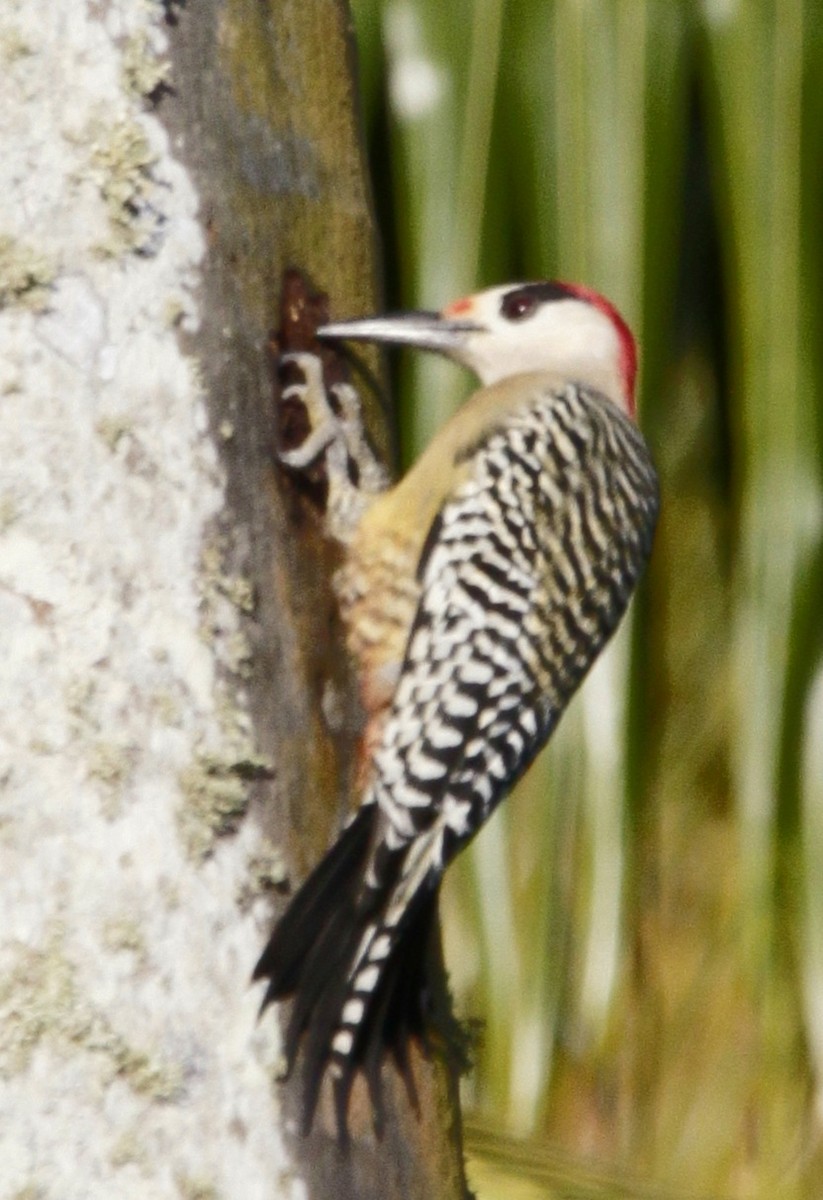 West Indian Woodpecker - Wency Rosales