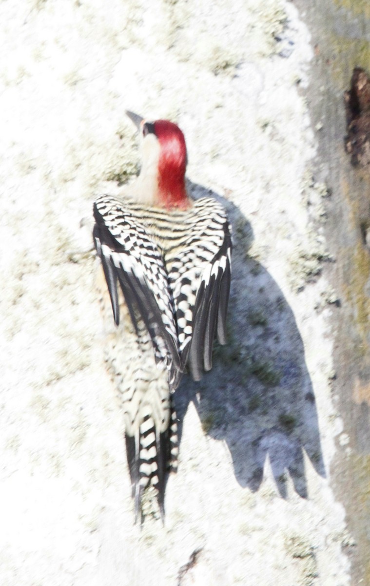 West Indian Woodpecker - ML614007799