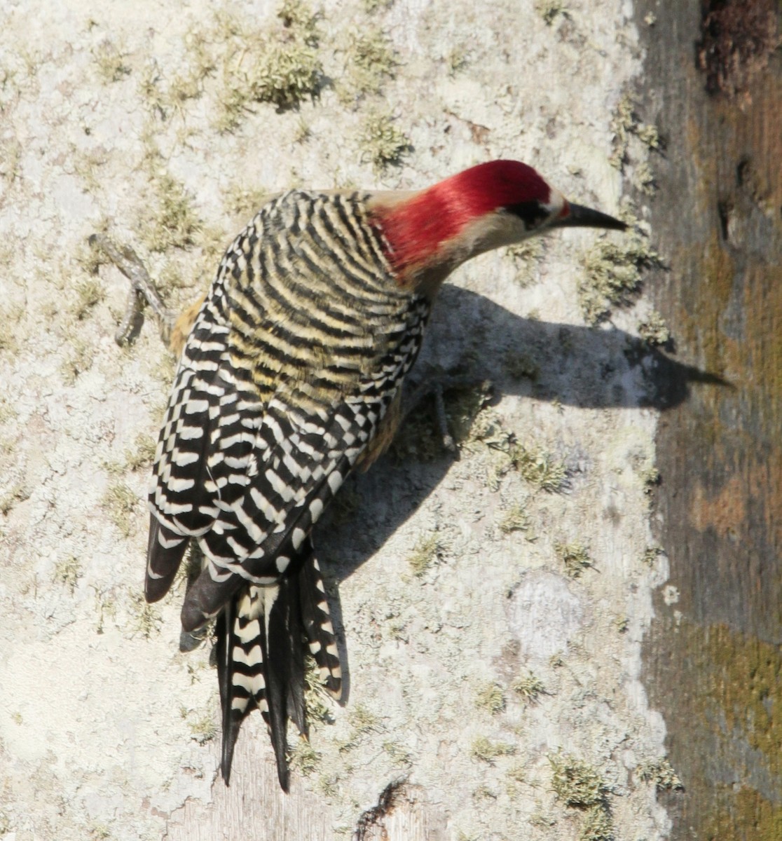 West Indian Woodpecker - ML614007800