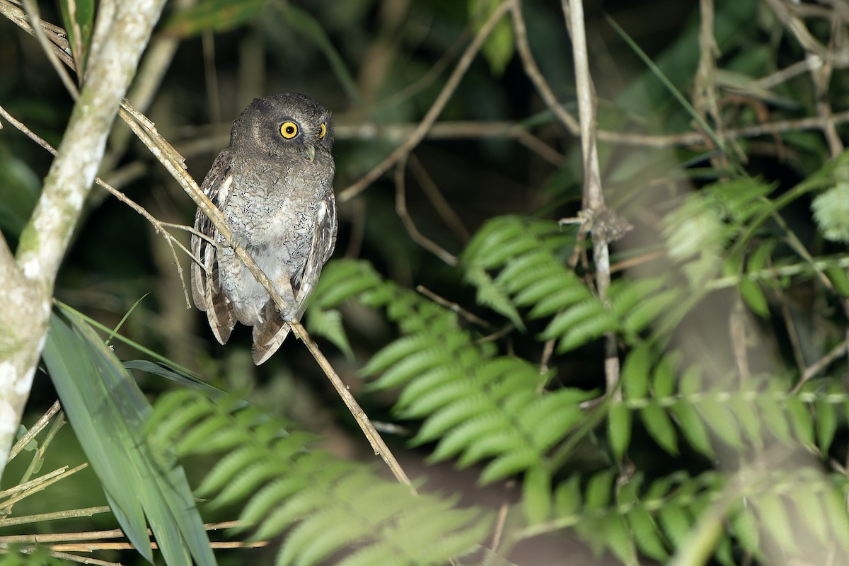 Foothill Screech-Owl (Foothill) - Daniel López-Velasco | Ornis Birding Expeditions