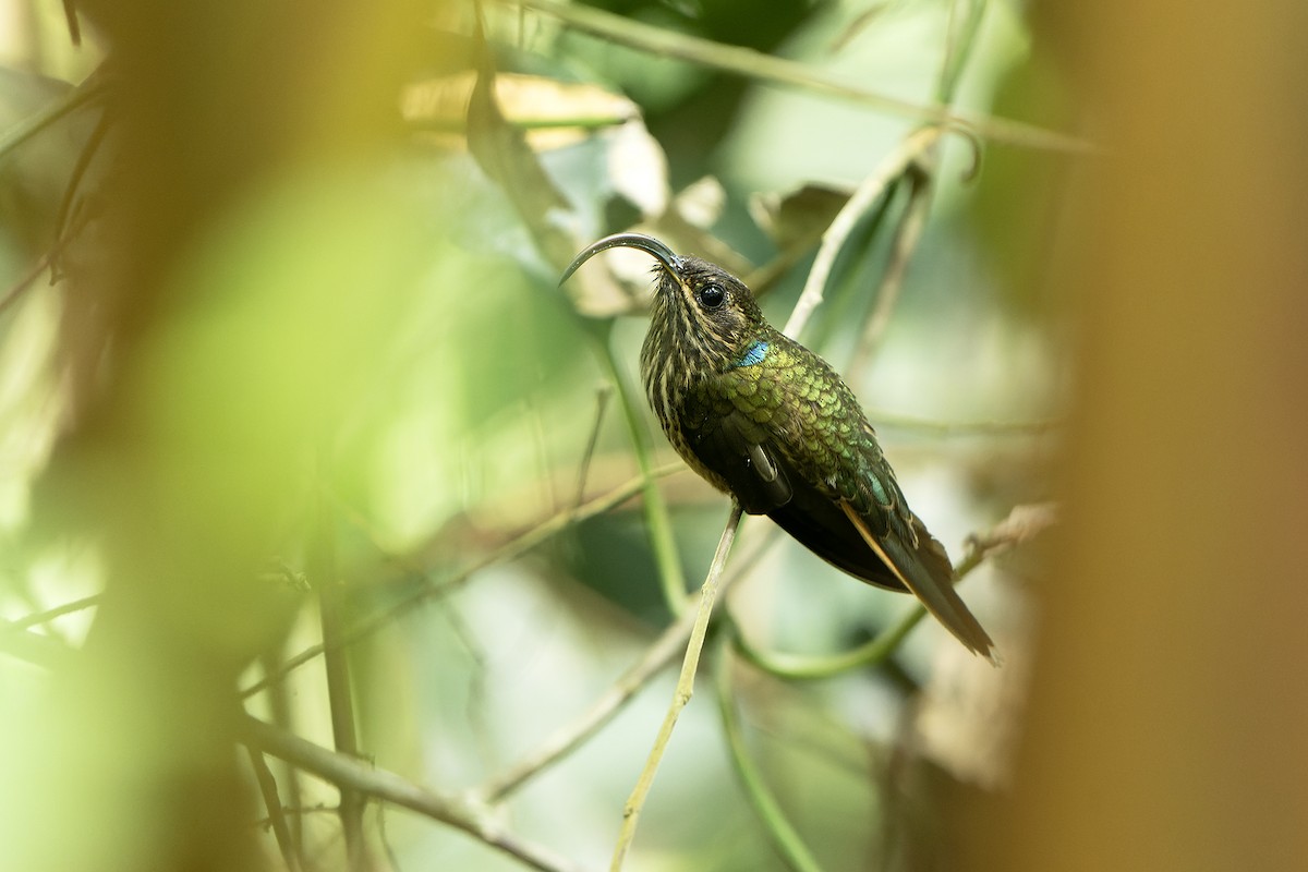 Buff-tailed Sicklebill - Daniel López-Velasco | Ornis Birding Expeditions