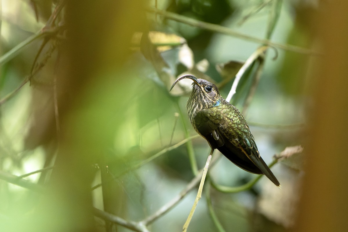 Buff-tailed Sicklebill - Daniel López-Velasco | Ornis Birding Expeditions