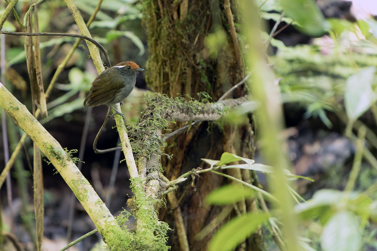 Chestnut-crowned Gnateater - ML614007894