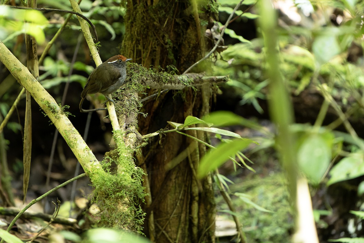 Chestnut-crowned Gnateater - ML614007895