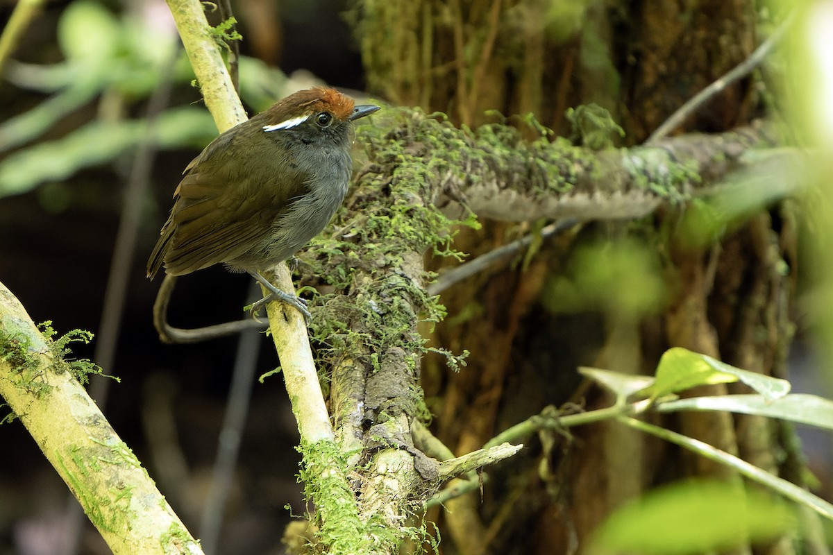 Chestnut-crowned Gnateater - ML614007896