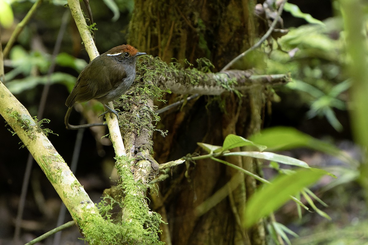 Chestnut-crowned Gnateater - ML614007897