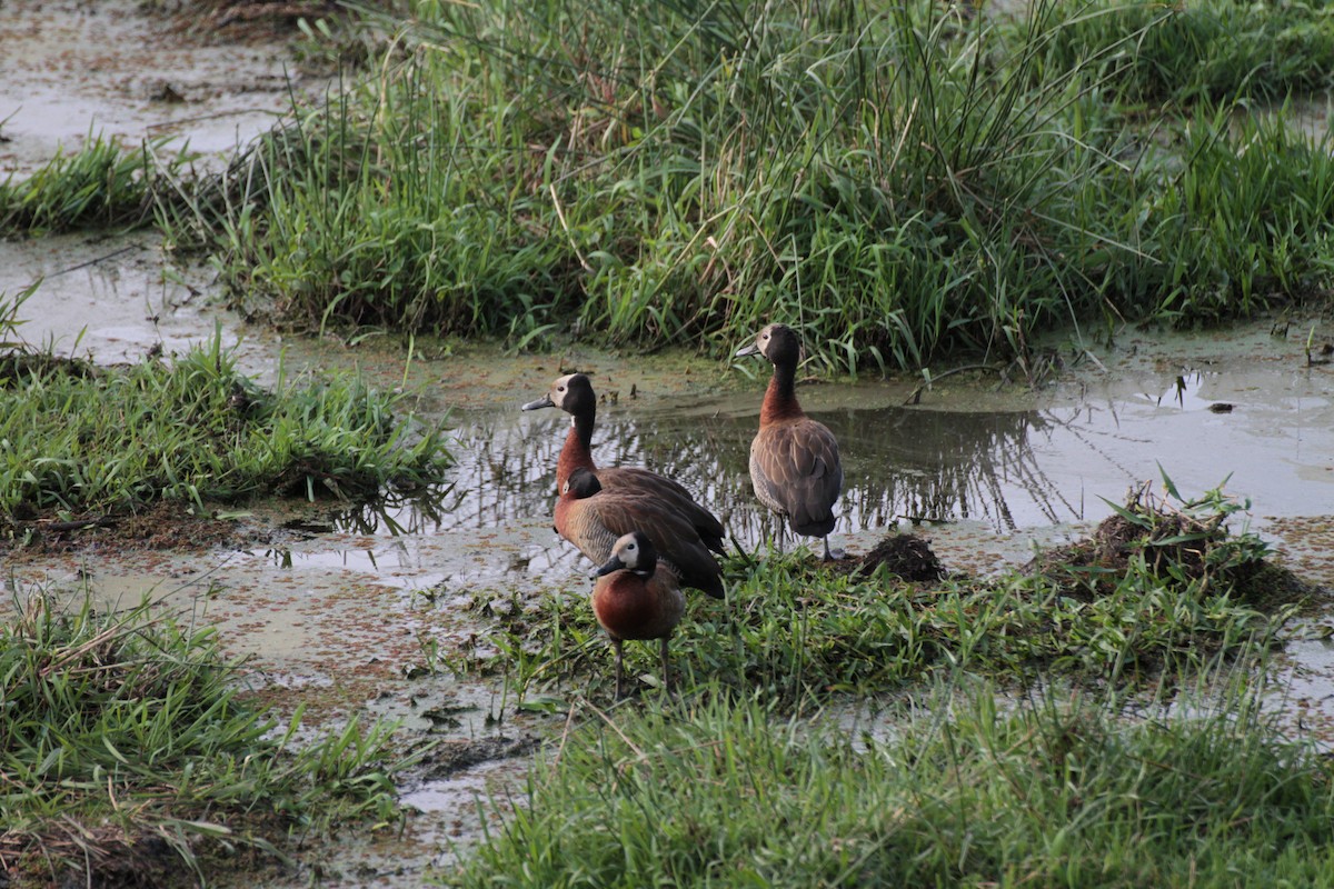 White-faced Whistling-Duck - Juan Carlos Marin